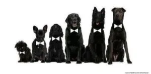 Historic Black Dog Brigade illustration showing a lineup of black dogs