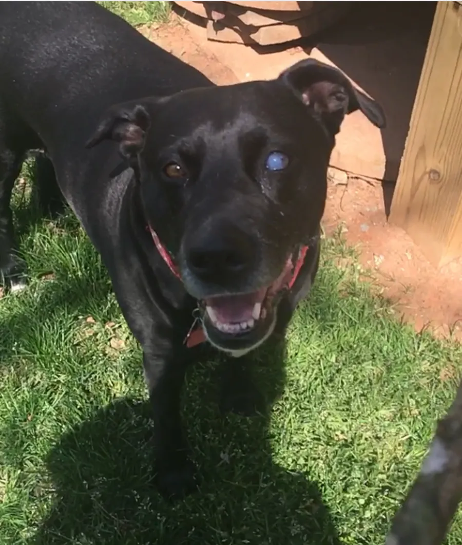 Left Eye Lucy Lou, the senior rescue honored in Black Dog Brigade's history