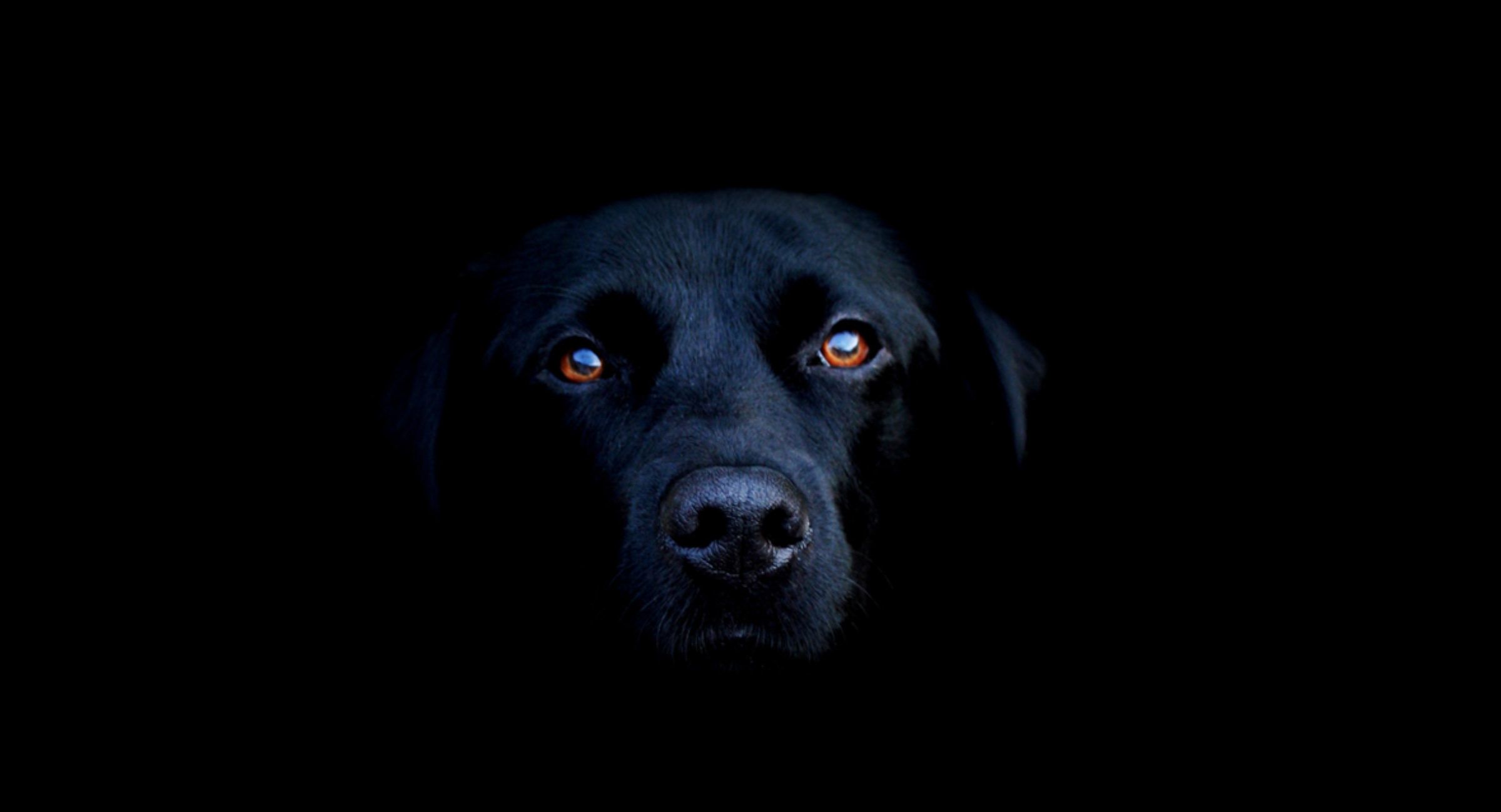 A black dog looking forward against a dark background